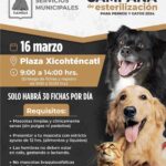 TLX-esterilización-mascotas