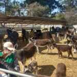 TLX-santuario-burros