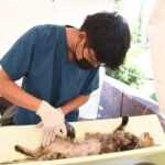 TLX-esterilizacion-mascotas