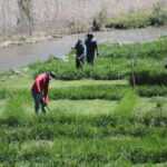 Tlx-mantenimiento-jardineras