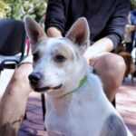 PROTEGE A TUS ANIMALES DE COMPAÑÍA DURANTE LAS FIESTAS DECEMBRINAS