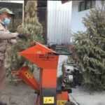 PRODUCCIÓN Y RECICLAJE DE ÁRBOLES DE NAVIDAD PROTEGE EL MEDIO AMBIENTE Y REDUCE LA TALA CLANDESTINA: SMA