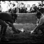 Pelea de gallos en Tlaxcala