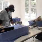 BIENESTAR ANIMAL HA REALIZADO MÁS DE SEIS MIL ESTERILIZACIONES ENTRE 2023 Y 2024