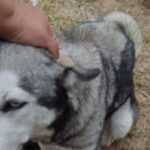 PROPAET PRESENTA DENUNCIA PENAL POR PRESUNTO CASO DE MALTRATO ANIMAL EN SAN LUCAS TECOPILCO