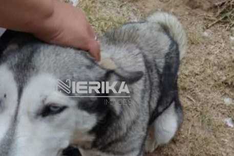 PROPAET PRESENTA DENUNCIA PENAL POR PRESUNTO CASO DE MALTRATO ANIMAL EN SAN LUCAS TECOPILCO