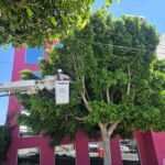 Poda de árboles en Prolongación Porfirio Díaz De Tlaxcala de Xicohténcatl.