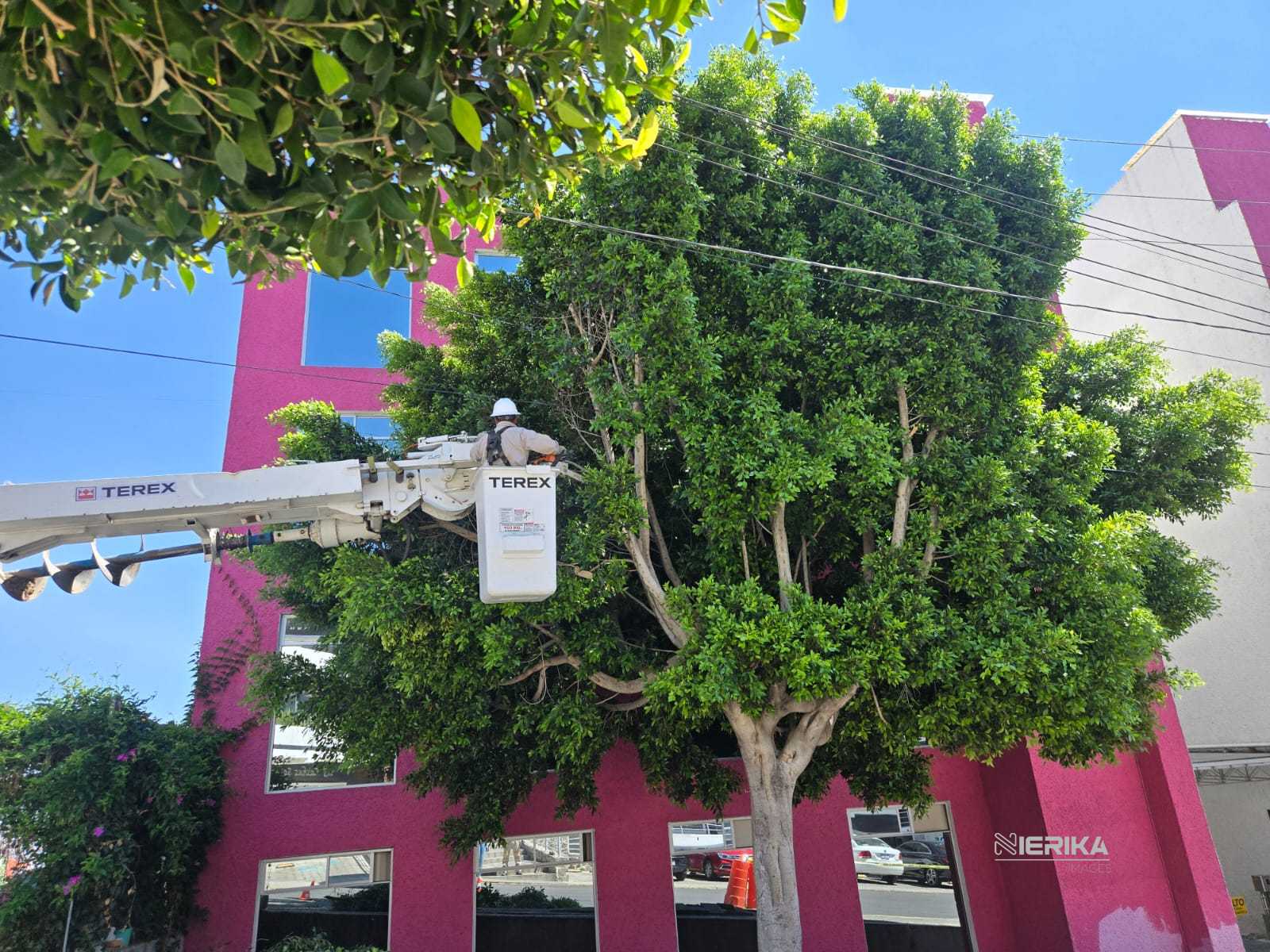 Poda de árboles en Prolongación Porfirio Díaz De Tlaxcala de Xicohténcatl.