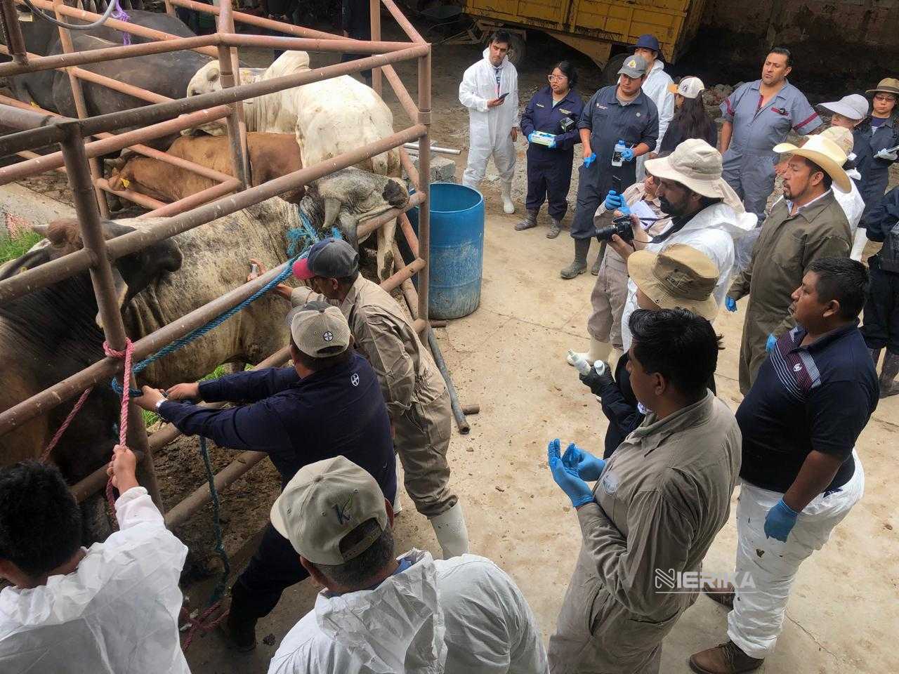 80 PROFESIONALES EN SANIDAD ANIMAL REALIZAN SIMULACRO PARA PREVENIR GUSANO BARRENADOR DEL GANADO: SIA
