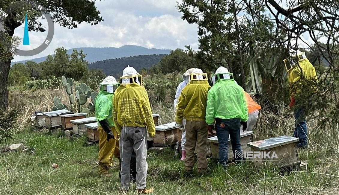 SIA FORTALECE CONDICIONES DE COLMENAS PARA COSECHA DE MIEL EN TLAXCO