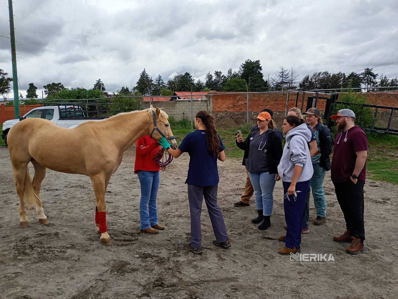 REALIZA SIA JORNADA MÉDICA VETERINARIA GRATUITA PARA ÉQUIDOS EN HUAMANTLA