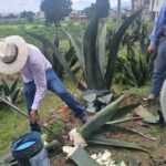 TLAXCALA BLINDA SUS AGAVES; SIA CAPACITA A PRODUCTORES PARA PREVENIR PLAGA DEL PICUDO