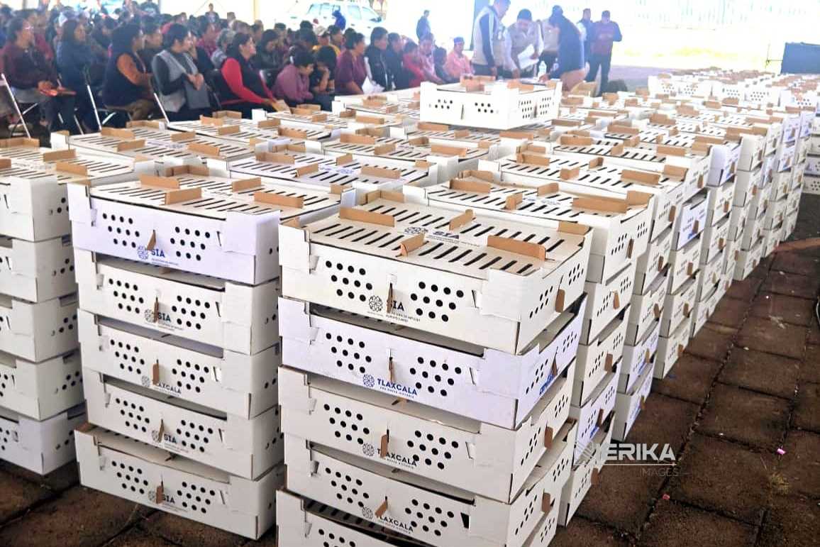 Gobierno de Blanca Angulo entrega más de 4 mil animales de traspatio a familias chiautempenses