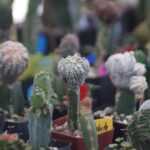 Exposición de cactáceas en Tlaxcala