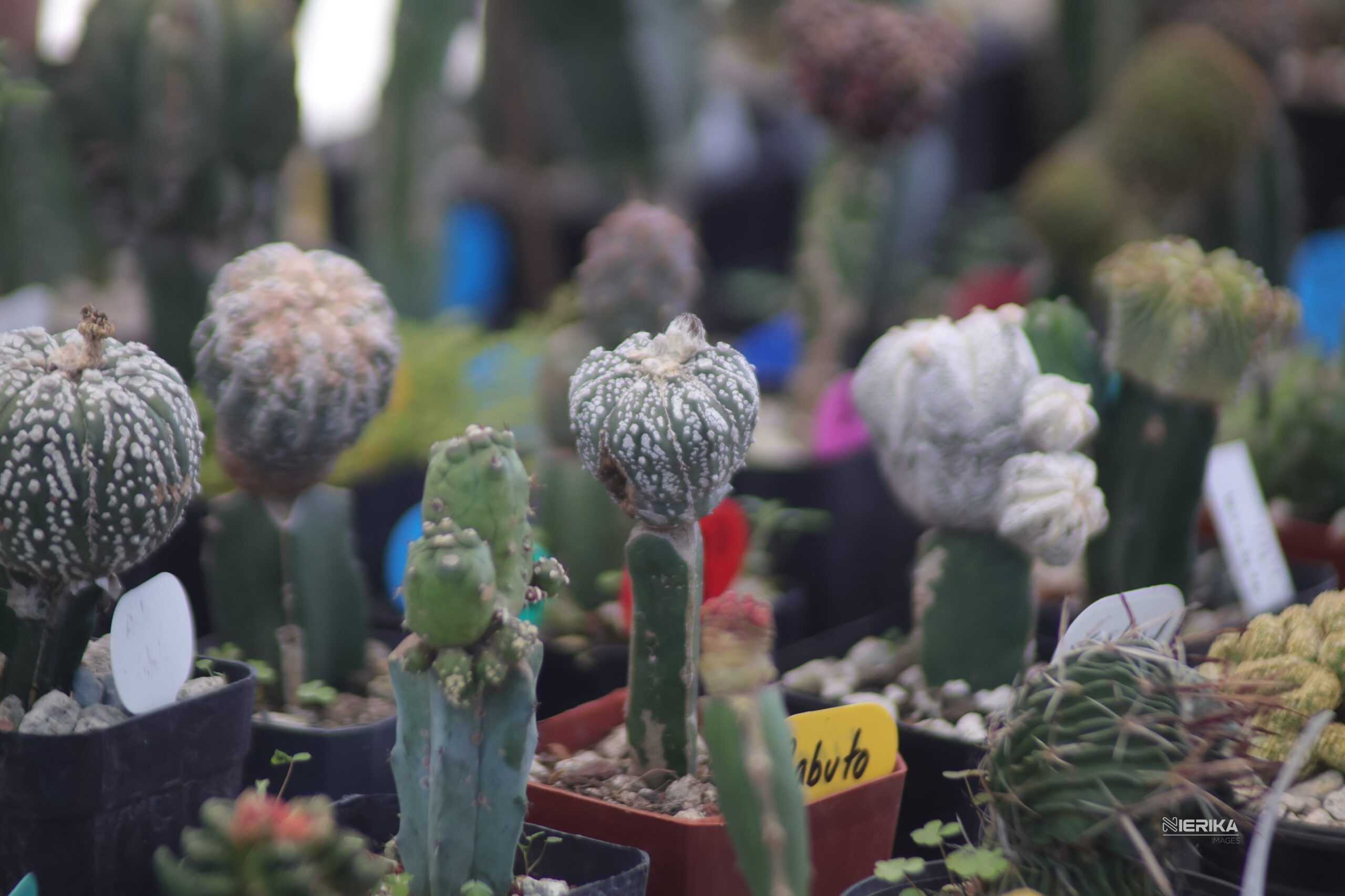 Exposición de cactáceas en Tlaxcala