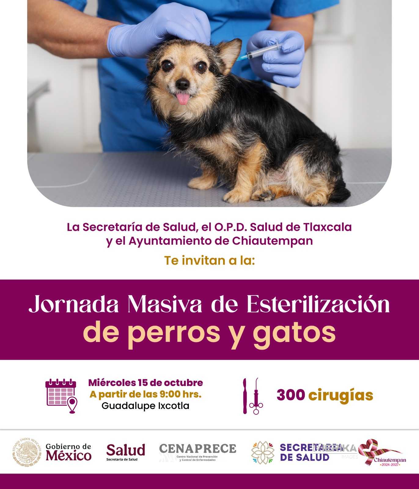 Chiautempan será sede de Jornada Nacional de Esterilización para Perros y Gatos