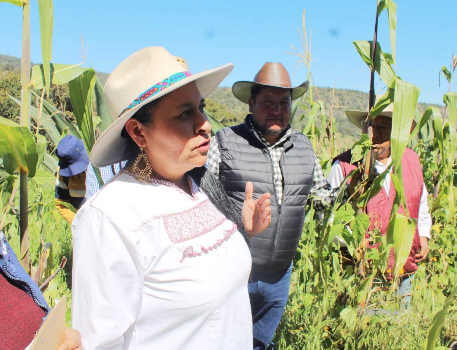 Un logro de Ana Lilia Rivera que FAO reconozca al Metepantle Tlaxcalteca como Patrimonio Agrícola Mundial