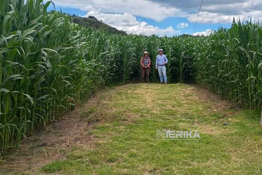 TLAXCALA CUMPLE CON EL CAMPO: COMERCIALIZACIÓN DE MAÍZ BLANCO TENDRÁ SUBSIDIOS ESTATALES EN 2026