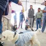 GOBIERNO DE ALFONSO SÁNCHEZ GARCÍA LLEVA A LOMA BONITA JORNADA GRATUITA DE VACUNACIÓN, DESPARASITACIÓN Y ESTERILIZACIÓN PARA PERROS Y GATOS