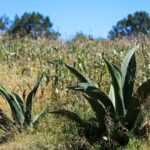 RECONOCEN AL PULQUE DE TLAXCALA COMO PRODUCTO CON INDICACIÓN GEOGRÁFICA