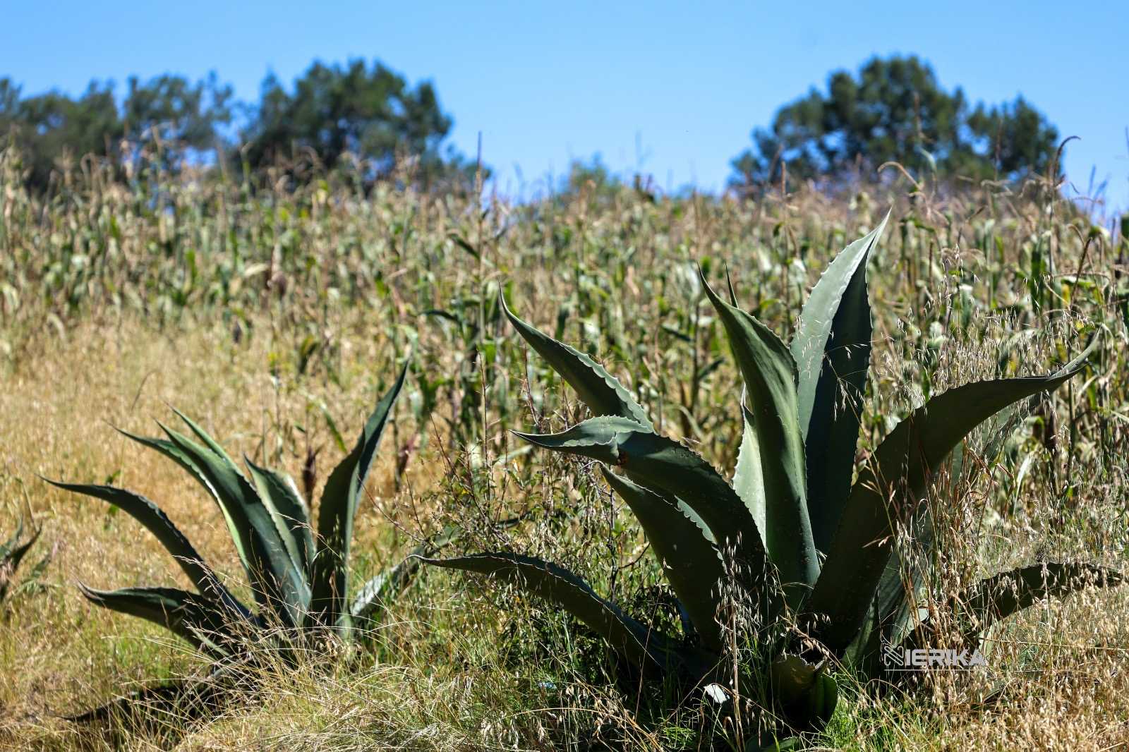 RECONOCEN AL PULQUE DE TLAXCALA COMO PRODUCTO CON INDICACIÓN GEOGRÁFICA