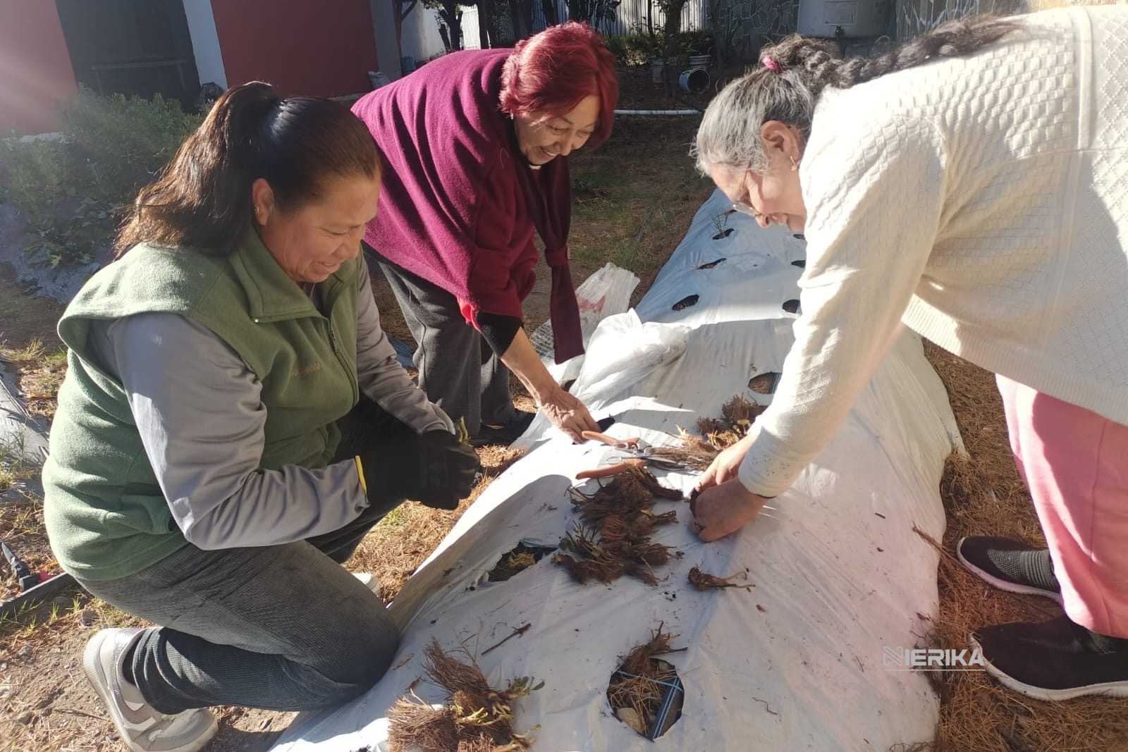 ARRANCA AYUNTAMIENTO DE TLAXCALA CAPACITACIÓN PARA MUJERES CON CURSO DE HUERTOS FAMILIARES