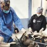 AYUNTAMIENTO DE TLAXCALA Y SESA ALISTAN LA PRIMERA JORNADA DE ESTERILIZACIÓN CANINA Y FELINA DE 2026