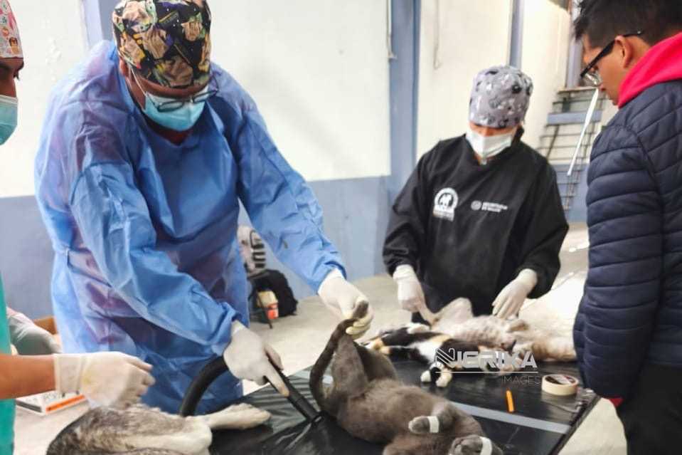 AYUNTAMIENTO DE TLAXCALA Y SESA ALISTAN LA PRIMERA JORNADA DE ESTERILIZACIÓN CANINA Y FELINA DE 2026
