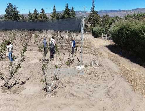 SECRETARÍA DE IMPULSO AGROPECUARIO EVALÚA POSIBLES DAÑOS EN HUERTAS DE DURAZNO EN ATLTZAYANCA