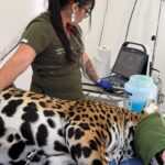 ESPECIALISTAS REALIZAN EVALUACIONES CLÍNICAS A FELINOS EN EL ZOOLÓGICO DEL ALTIPLANO