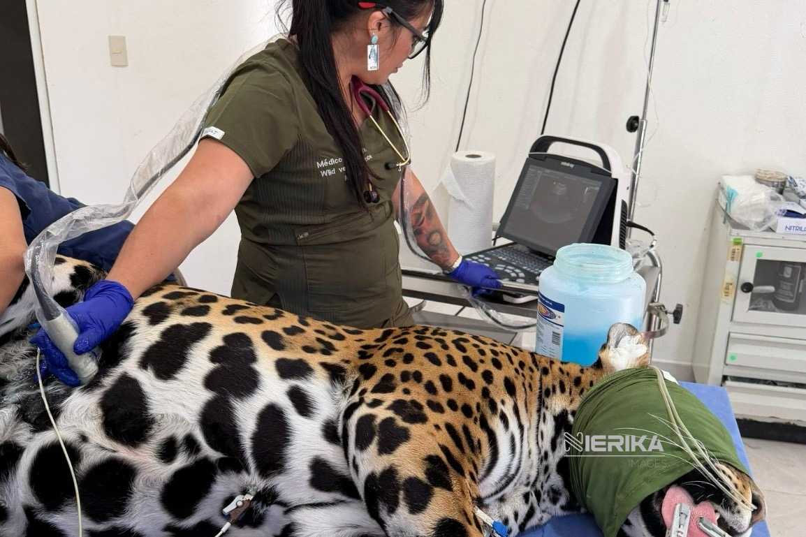 ESPECIALISTAS REALIZAN EVALUACIONES CLÍNICAS A FELINOS EN EL ZOOLÓGICO DEL ALTIPLANO