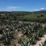 GOBIERNO DEL ESTADO REHABILITARÁ CAMINOS RURALES PARA SACAR COSECHAS Y CONECTAR COMUNIDADES