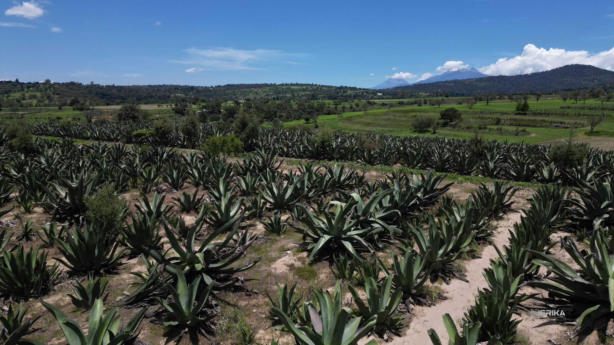 GOBIERNO DEL ESTADO REHABILITARÁ CAMINOS RURALES PARA SACAR COSECHAS Y CONECTAR COMUNIDADES