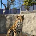 NACE CRÍA DE JAGUAR EN EL ZOOLÓGICO DEL ALTIPLANO; REFUERZA TLAXCALA ESTRATEGIA DE CONSERVACIÓN