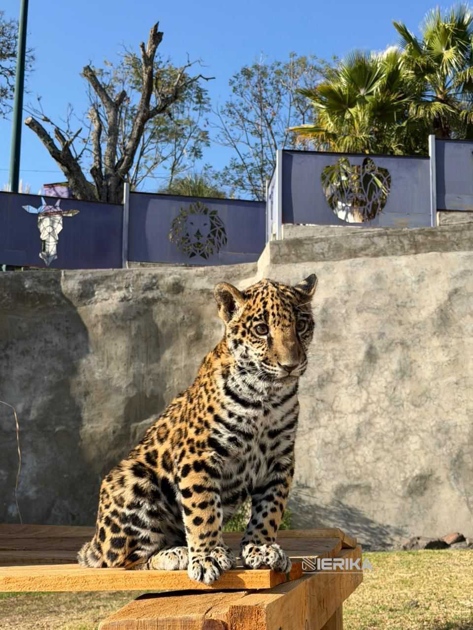 NACE CRÍA DE JAGUAR EN EL ZOOLÓGICO DEL ALTIPLANO; REFUERZA TLAXCALA ESTRATEGIA DE CONSERVACIÓN