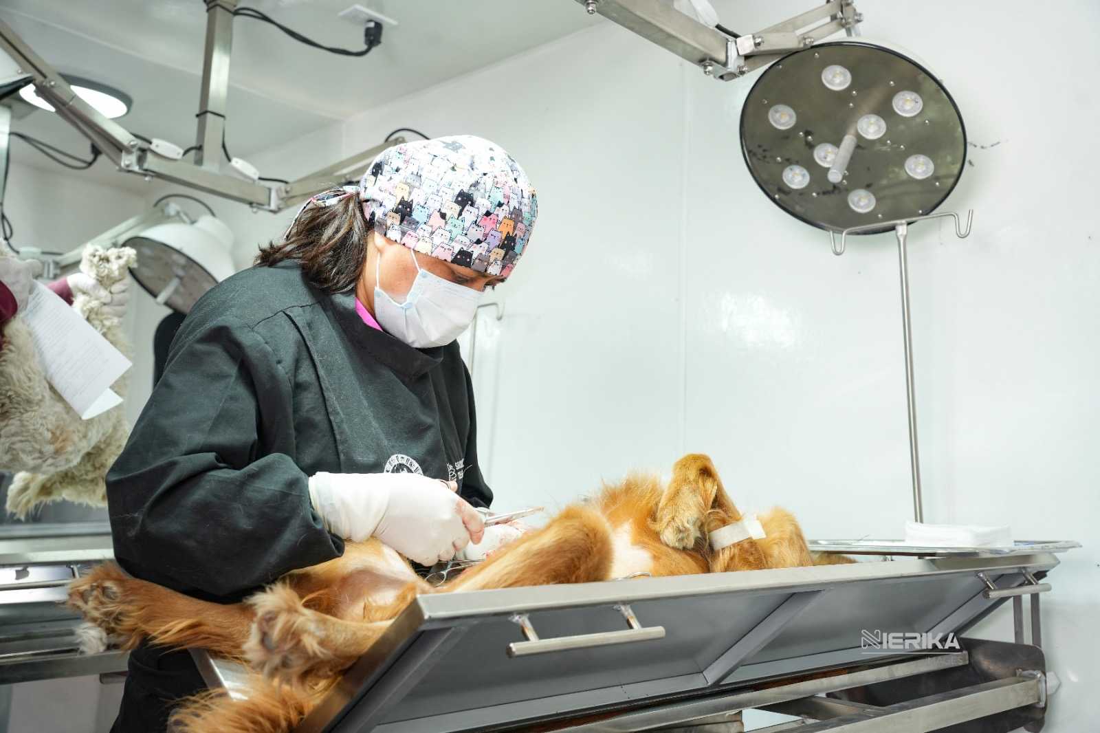 HABRÁ MÁS JORNADAS GRATUITAS DE ESTERILIZACIÓN EN LA CAPITAL TRAS ÉXITO DE PRIMERA CAMPAÑA IMPULSADA POR ALFONSO SÁNCHEZ