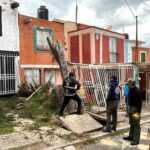 Elementos de Protección Civil del municipio de Tlaxcala realizaron este sábado el corte y retiro de un árbol