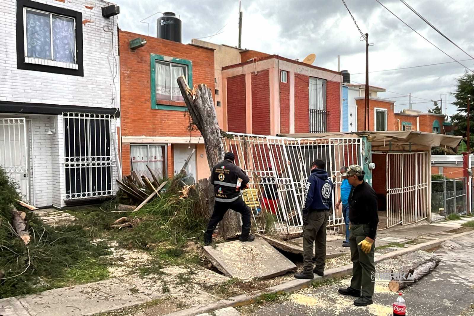 Elementos de Protección Civil del municipio de Tlaxcala realizaron este sábado el corte y retiro de un árbol