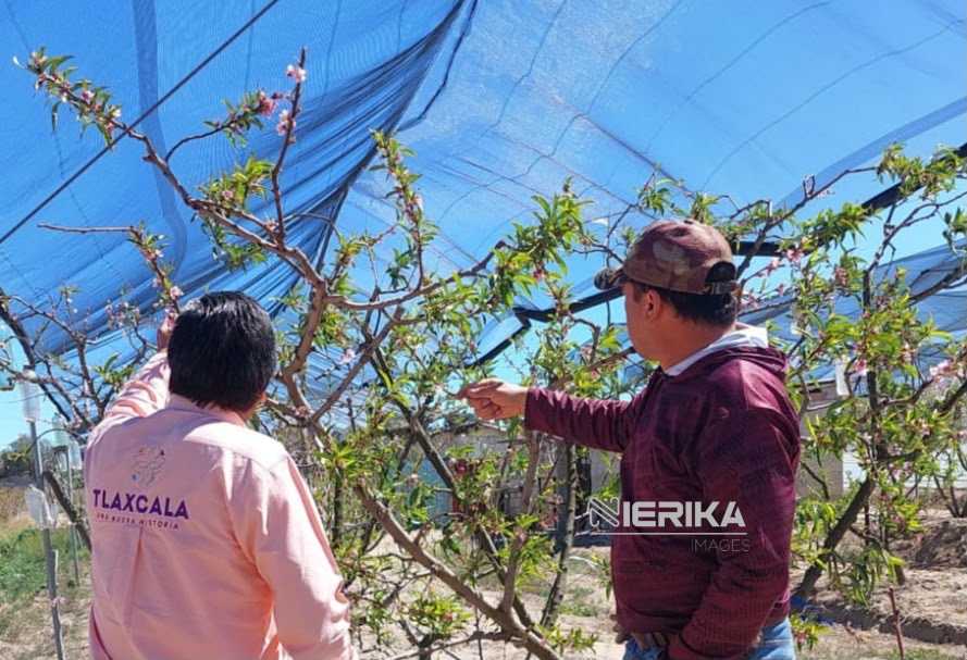 RESPALDA GOBIERNO ESTATAL A PRODUCTORES DE DURAZNO CON INDEMNIZACIONES DEL SEGURO AGRÍCOLA