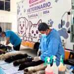 AVANZA CON ÉXITO CAMPAÑA GRATUITA DE ESTERILIZACIÓN CANINA Y FELINA EN LA CAPITAL; ESTE JUEVES ESTUVO EN CHIMALPA