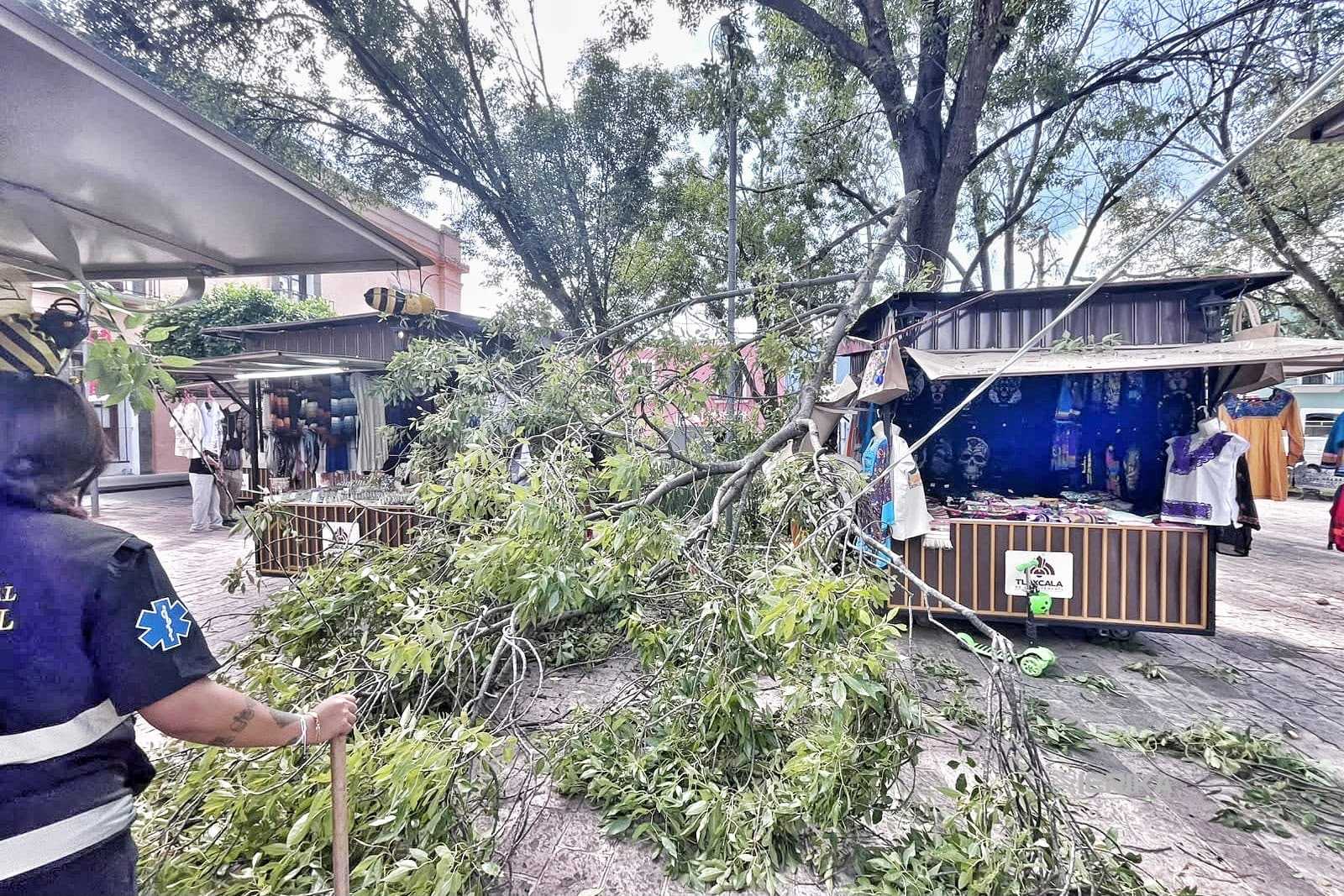 GOBIERNO MUNICIPAL DE TLAXCALA DA RESPUESTA INMEDIATA ANTE CAÍDA DE RAMA EN EL PARQUE XICOHTÉNCATL