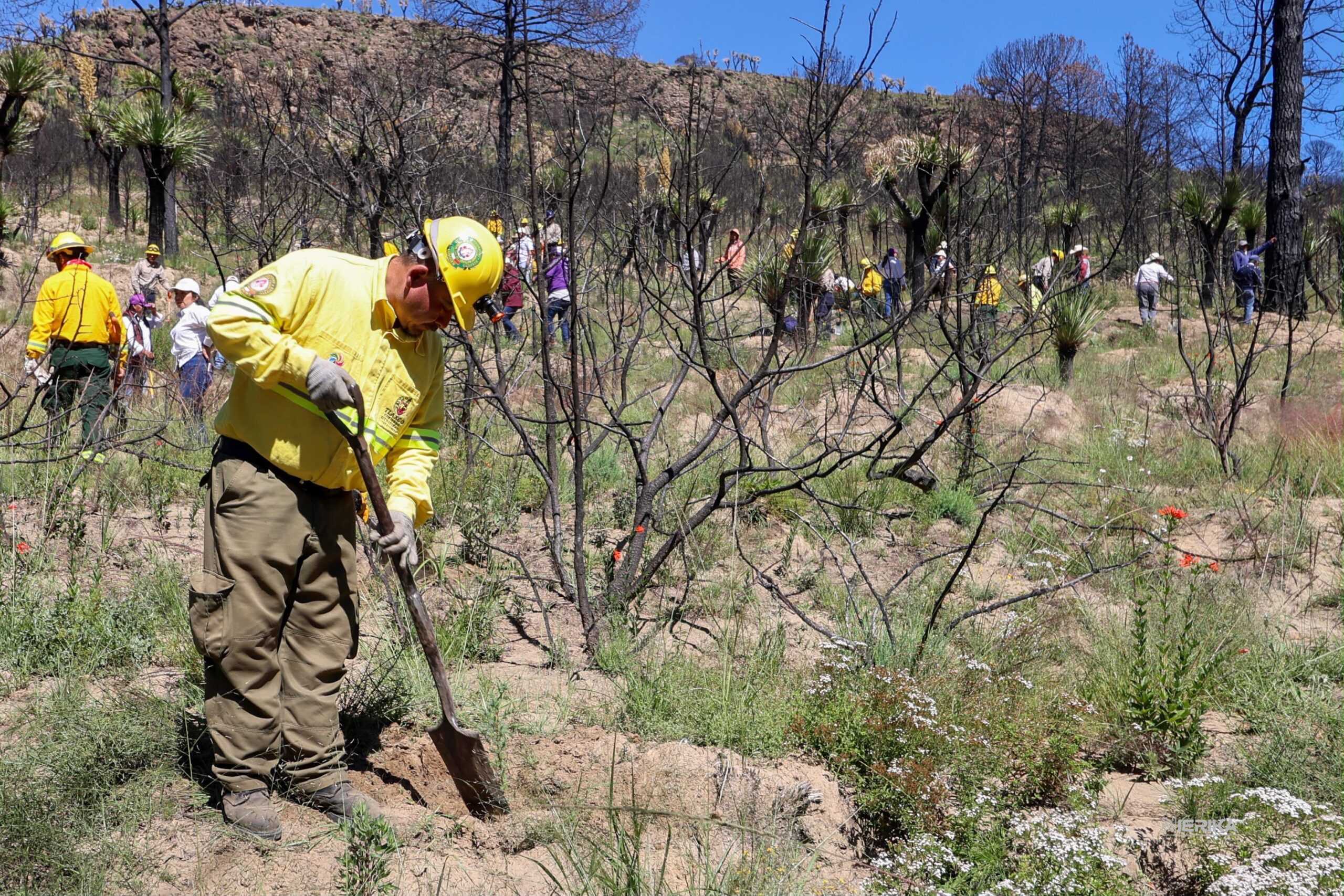 JORNADA NACIONAL DE REFORESTACIÓN EN TLAXCALA INICIARÁ A LAS 9:00 HORAS DESDE ATLTZAYANCA