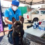 EL PRÓXIMO SÁBADO 26 DE SEPTIEMBRE EL AYUNTAMIENTO DE TLAXCALA Y SESA LLEVARÁN A CABO UNA JORNADA DE VACUNACIÓN ANTIRRÁBICA