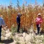 GOBIERNO ESTATAL MANTIENE ATENCIÓN A PRODUCTORES AFECTADOS POR SEQUÍA.
