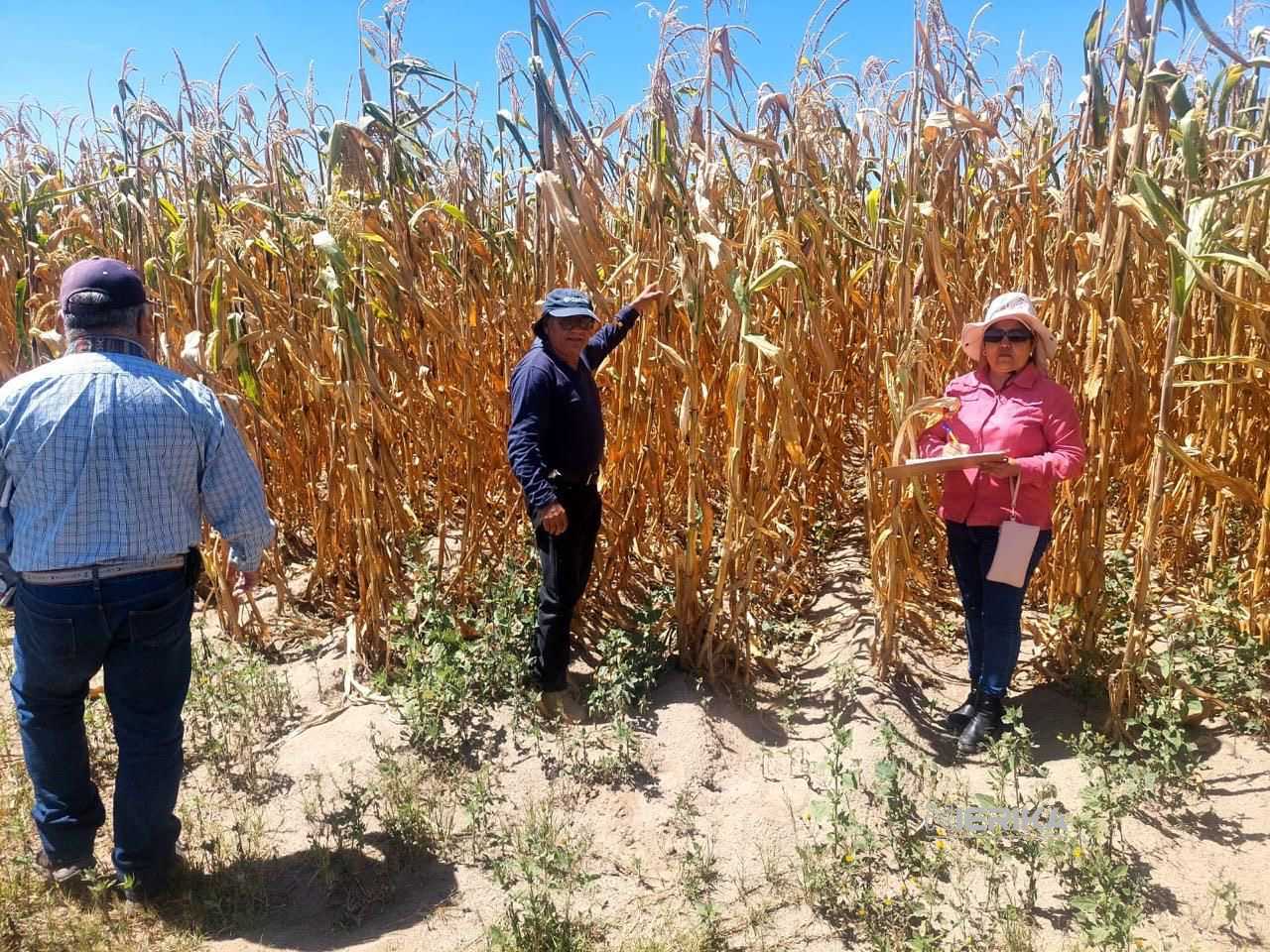 GOBIERNO ESTATAL MANTIENE ATENCIÓN A PRODUCTORES AFECTADOS POR SEQUÍA.